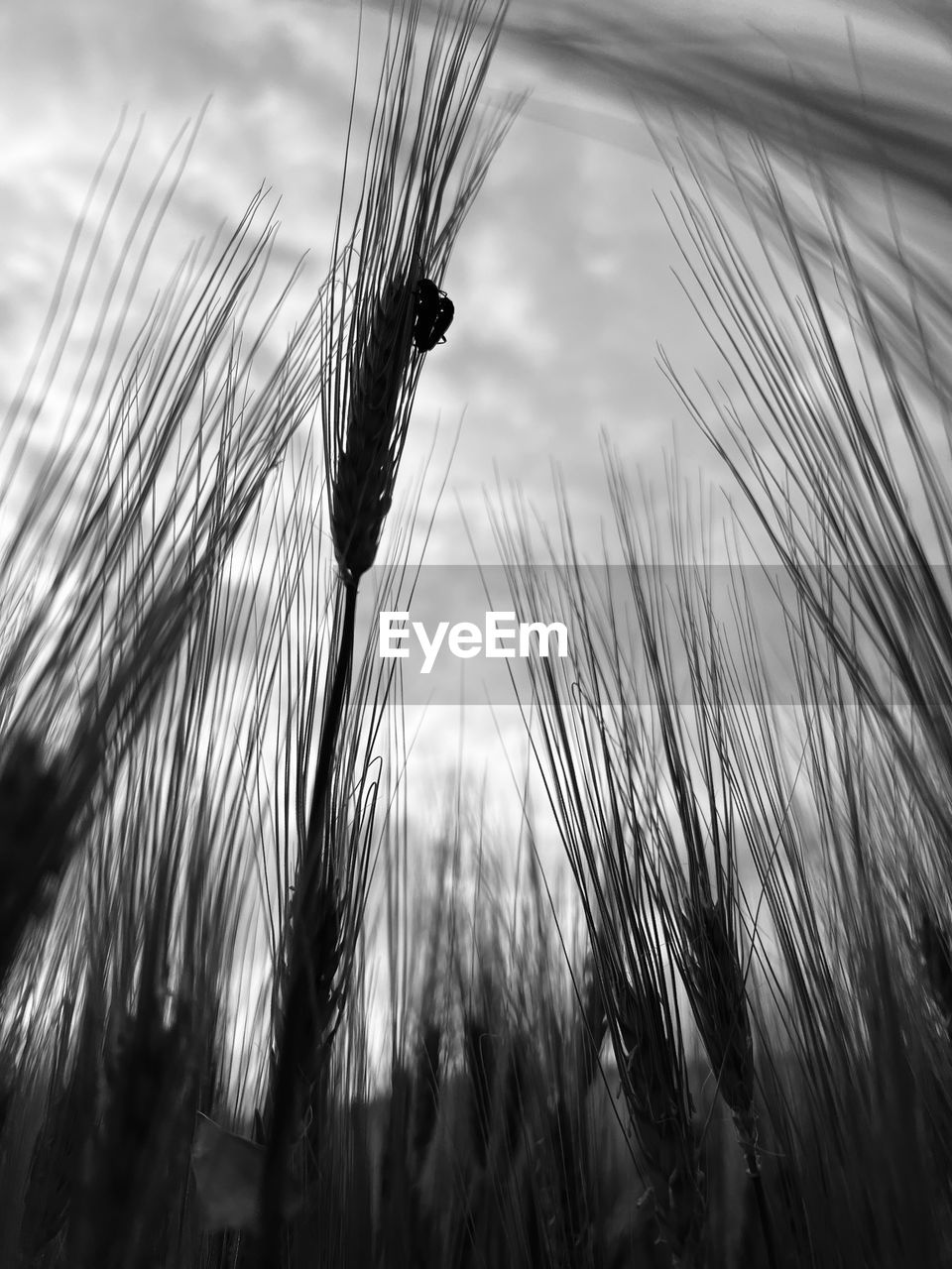 black and white, plant, monochrome photography, nature, cereal plant, monochrome, sky, growth, barley, crop, agriculture, cloud, beauty in nature, no people, close-up, landscape, rural scene, sunlight, outdoors, wheat, land, black, day, environment, grass, field, food grain, focus on foreground, tranquility, light, line, low angle view, wing