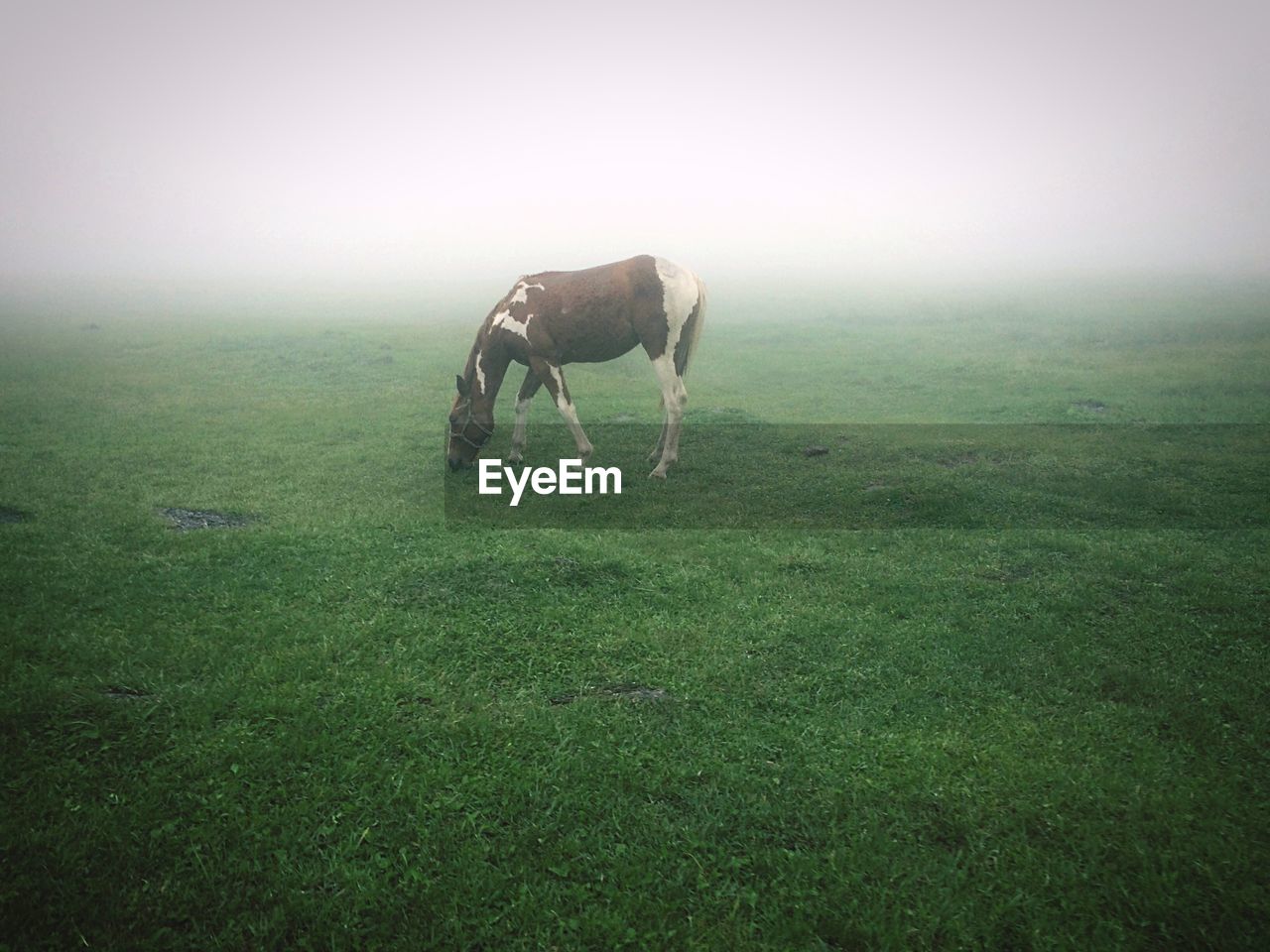 Horse grazing on grassy field during foggy weather
