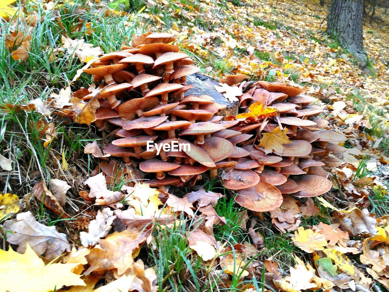 Close-up of mushrooms growing on field in forest