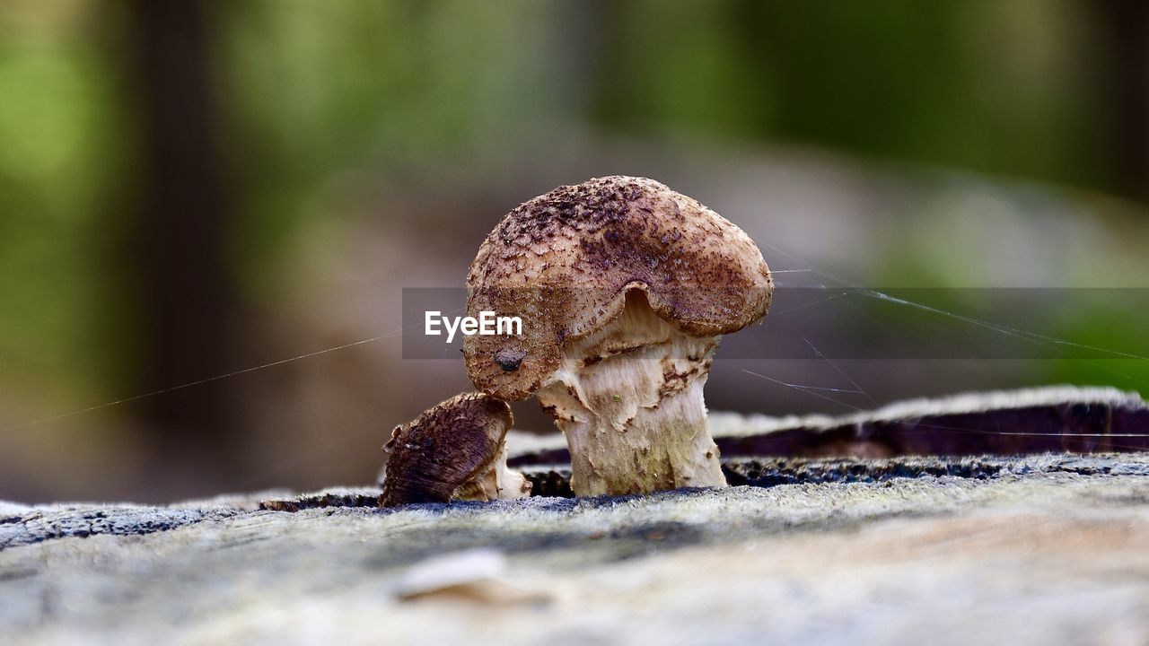 Close-up of mushroom growing on land