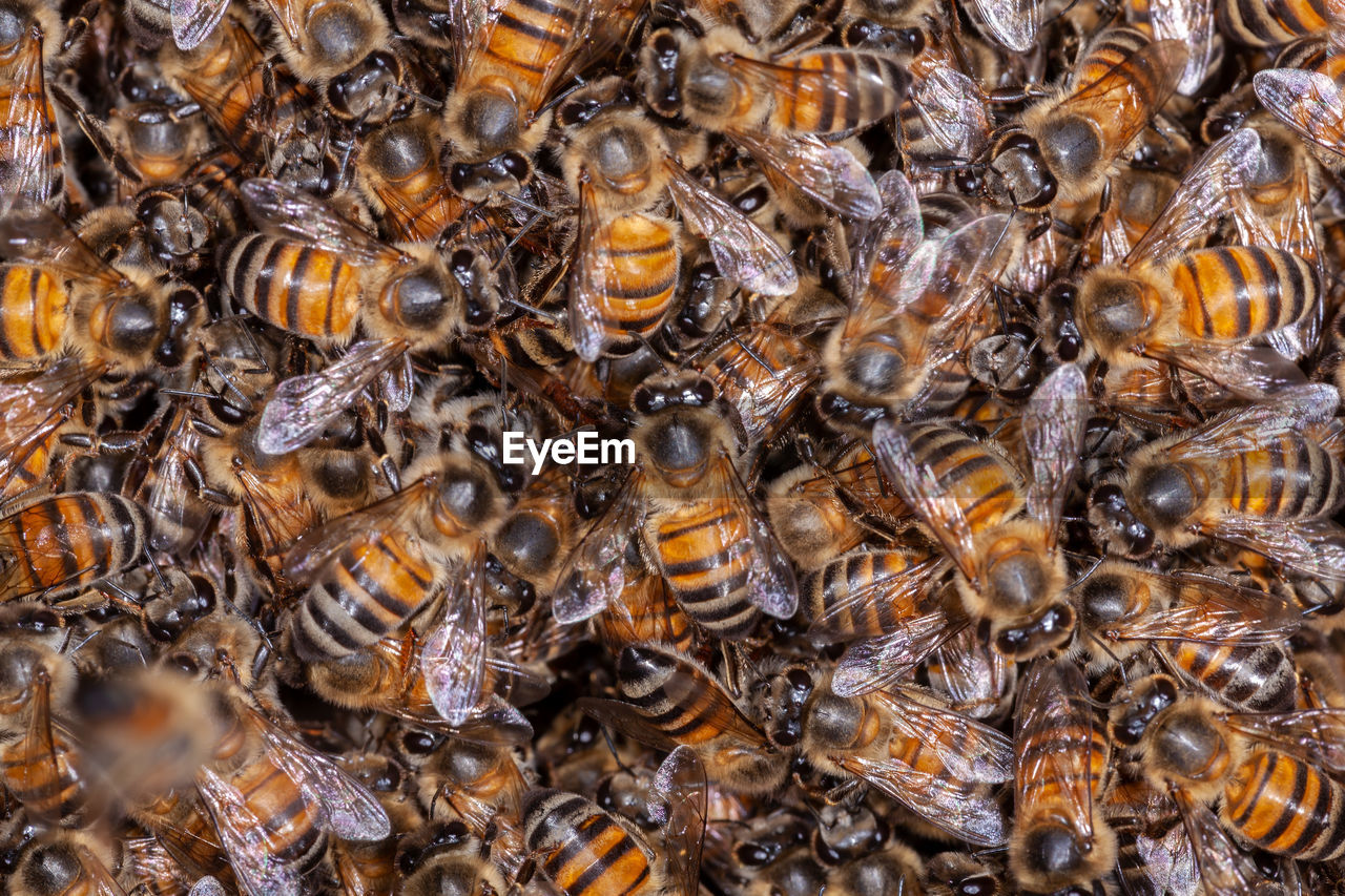 HIGH ANGLE VIEW OF BEE ON A PATTERN