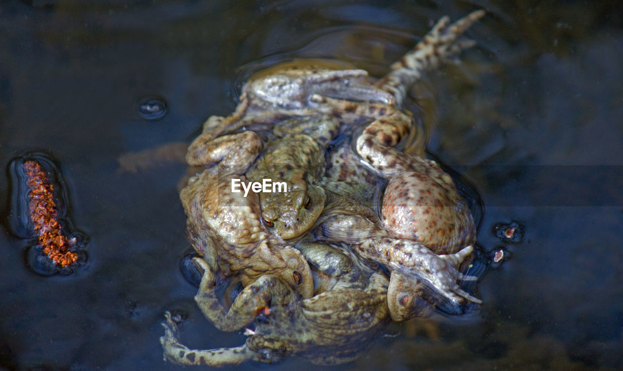 High angle view of ball  of toads mating in pond