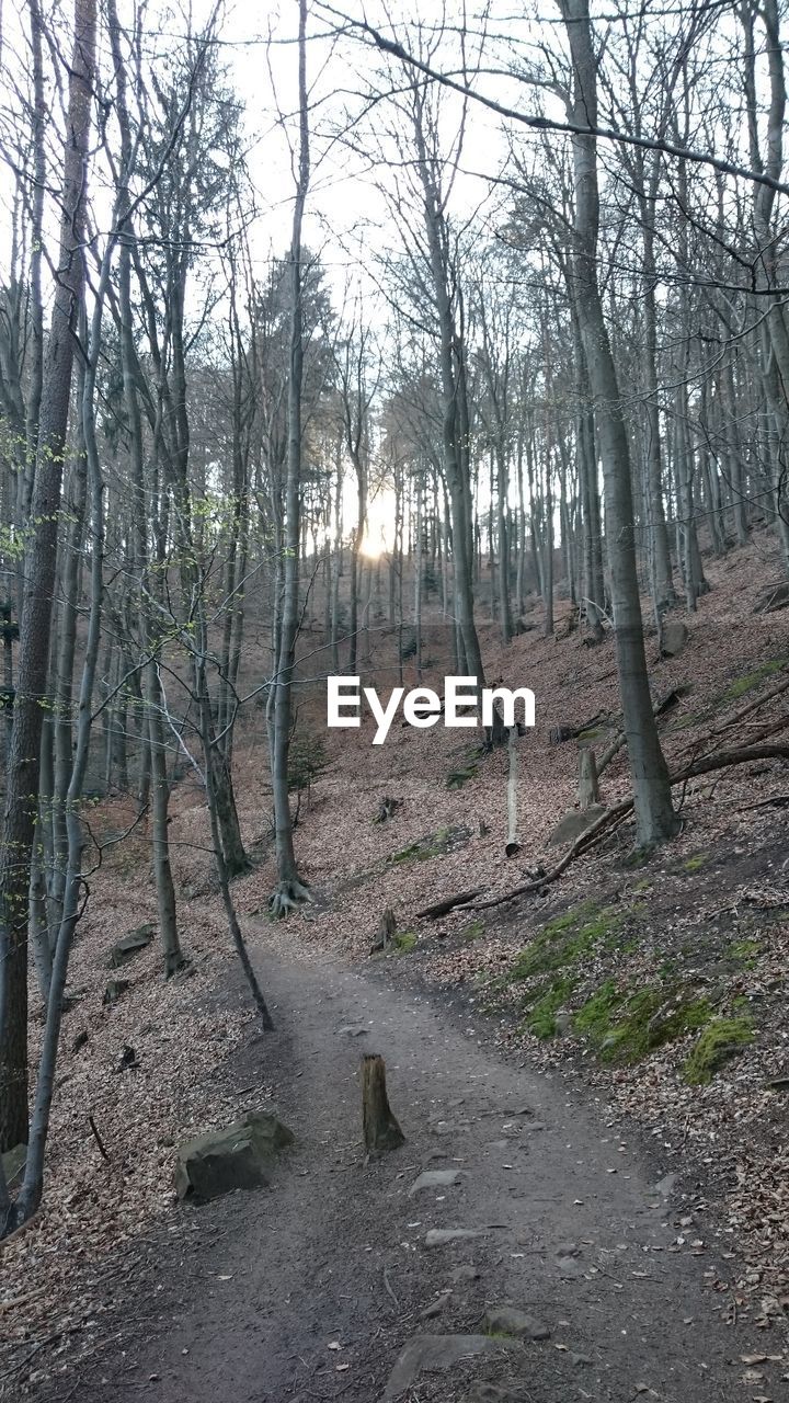 VIEW OF TREES IN FOREST