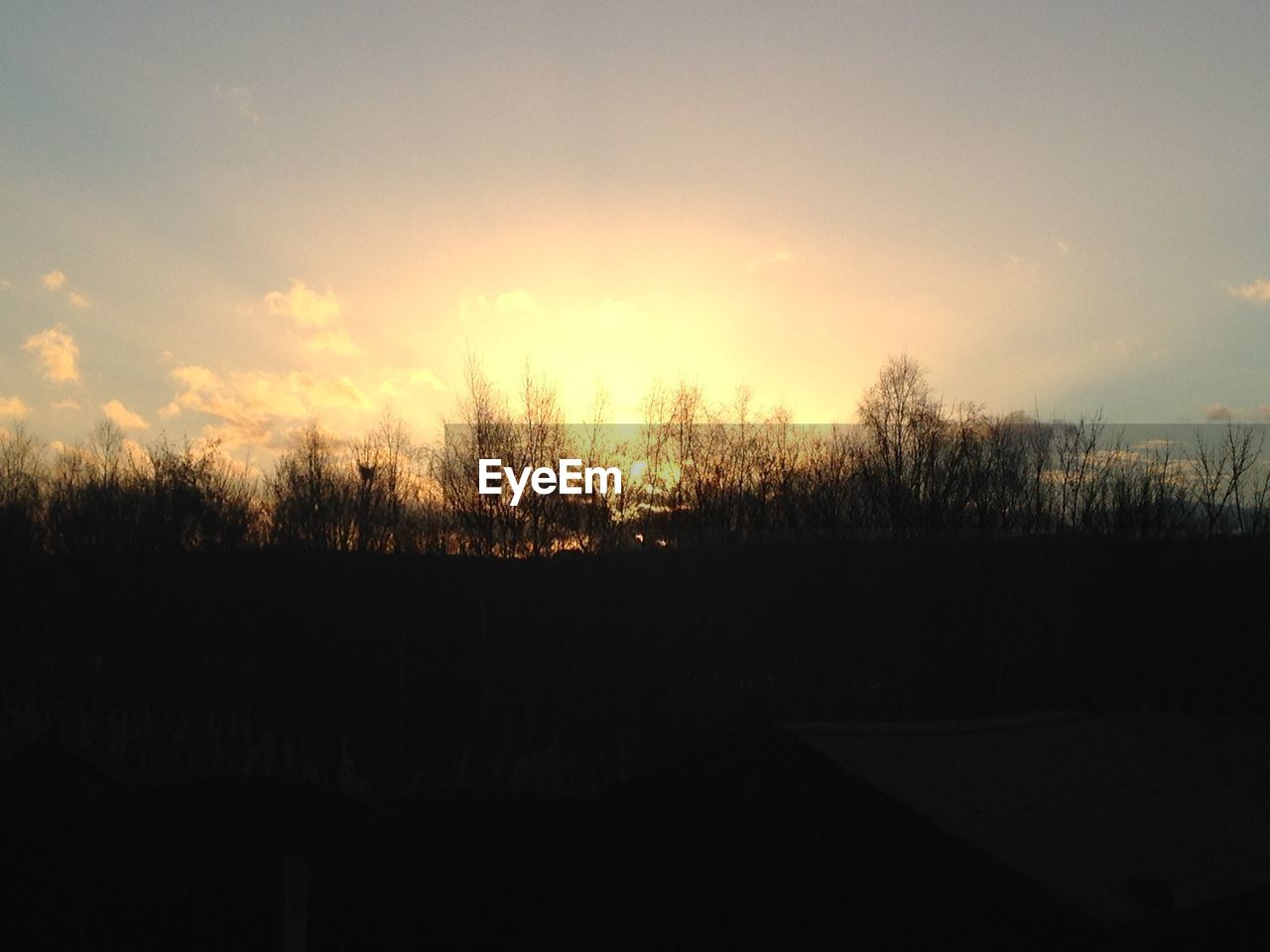 SILHOUETTE OF TREES AT SUNSET