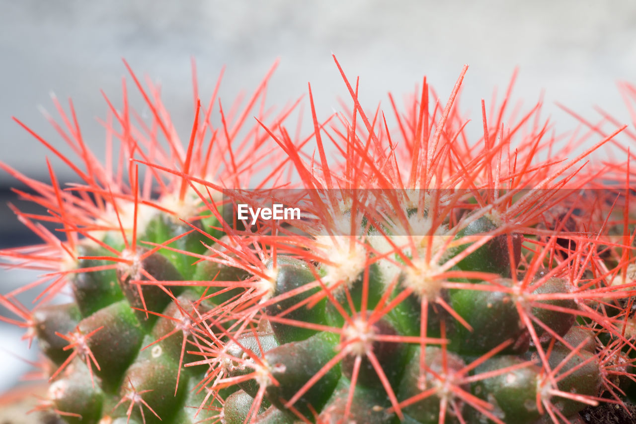 CLOSE-UP OF SUCCULENT PLANTS