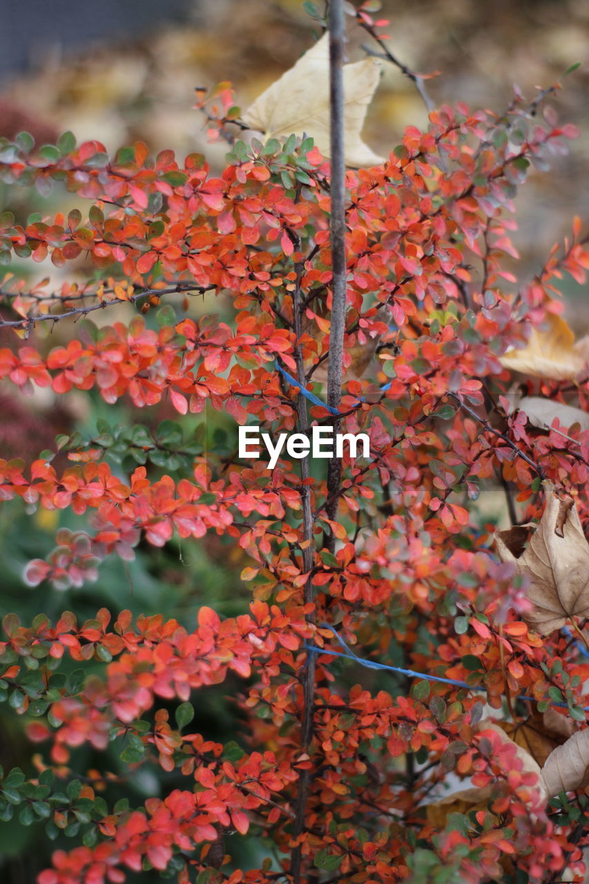autumn, plant, leaf, nature, plant part, flower, red, tree, no people, day, beauty in nature, branch, growth, fruit, outdoors, shrub, food and drink, close-up, food, focus on foreground, selective focus, freshness