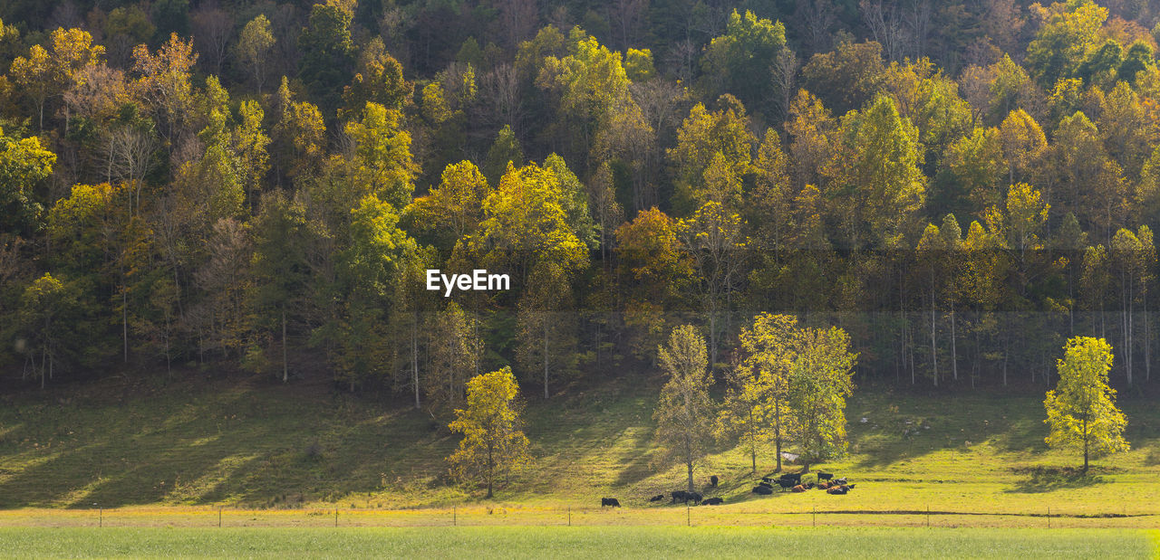 Cows resting in a field.