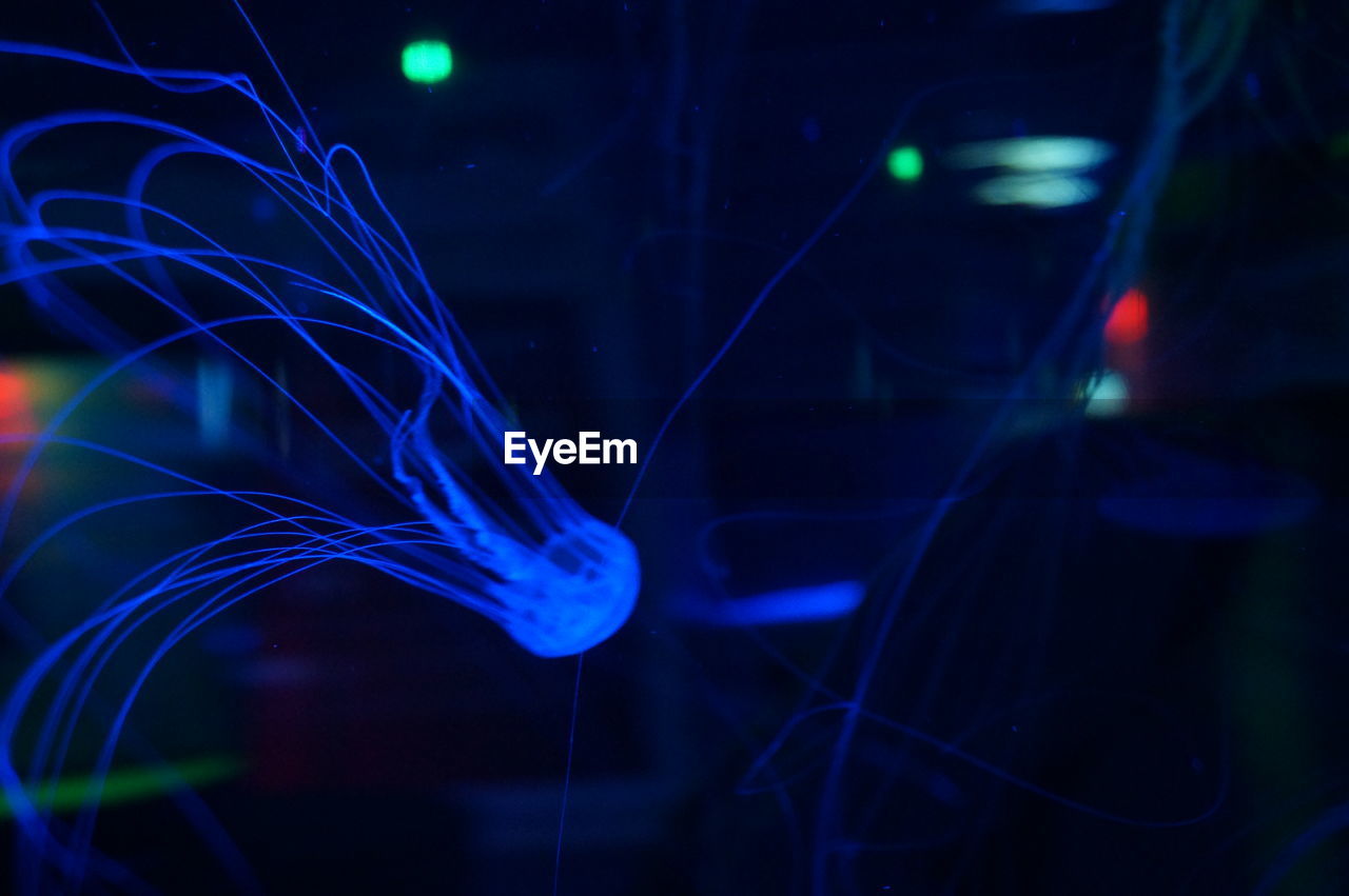 Jellyfishes swimming in tank at aquarium