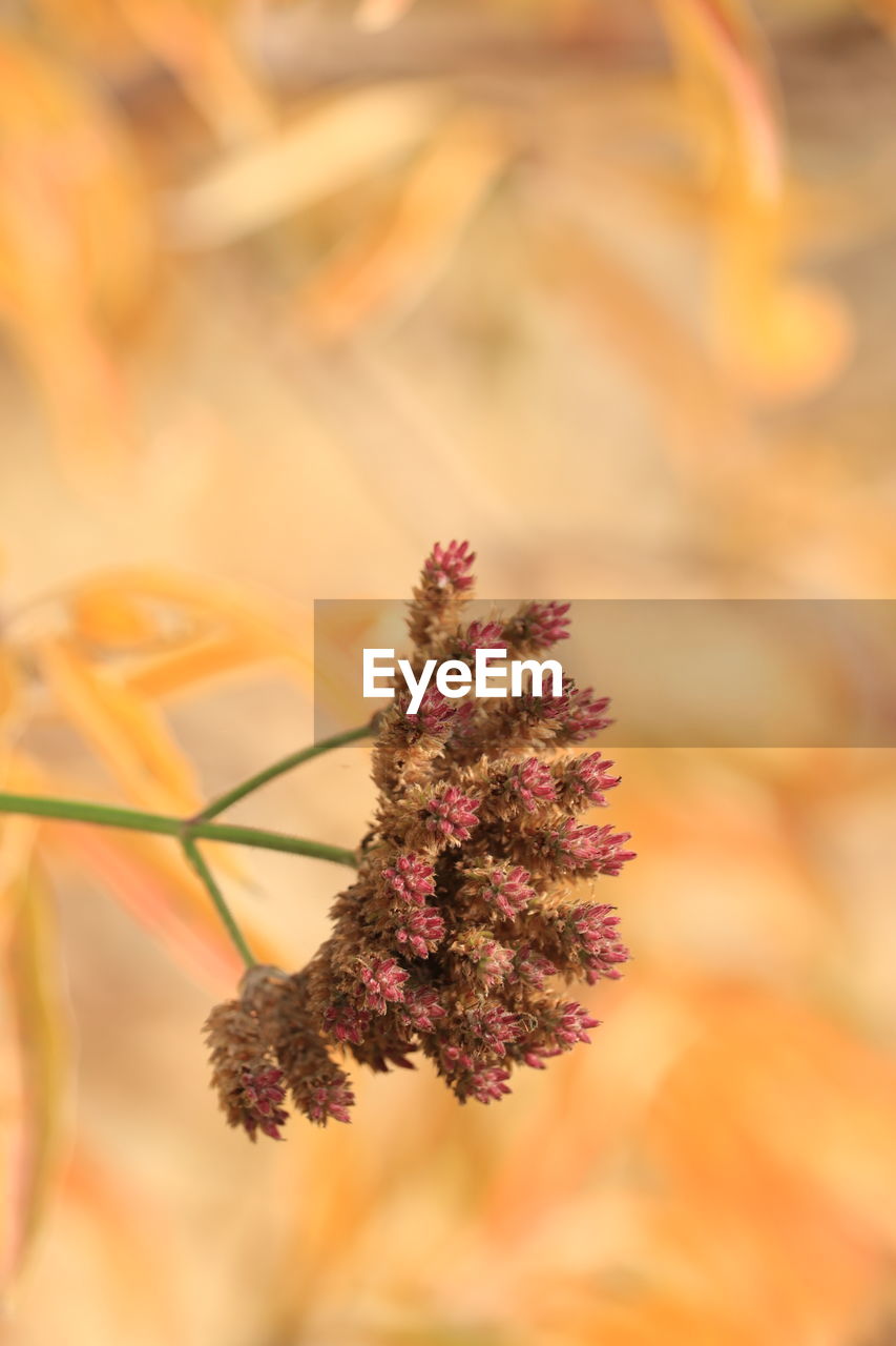 close-up of red flowering plant