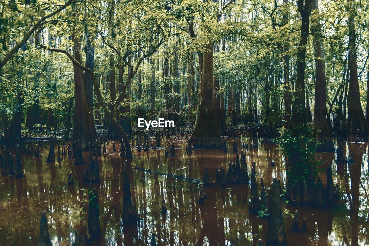 Full frame shot of bamboo trees in forest