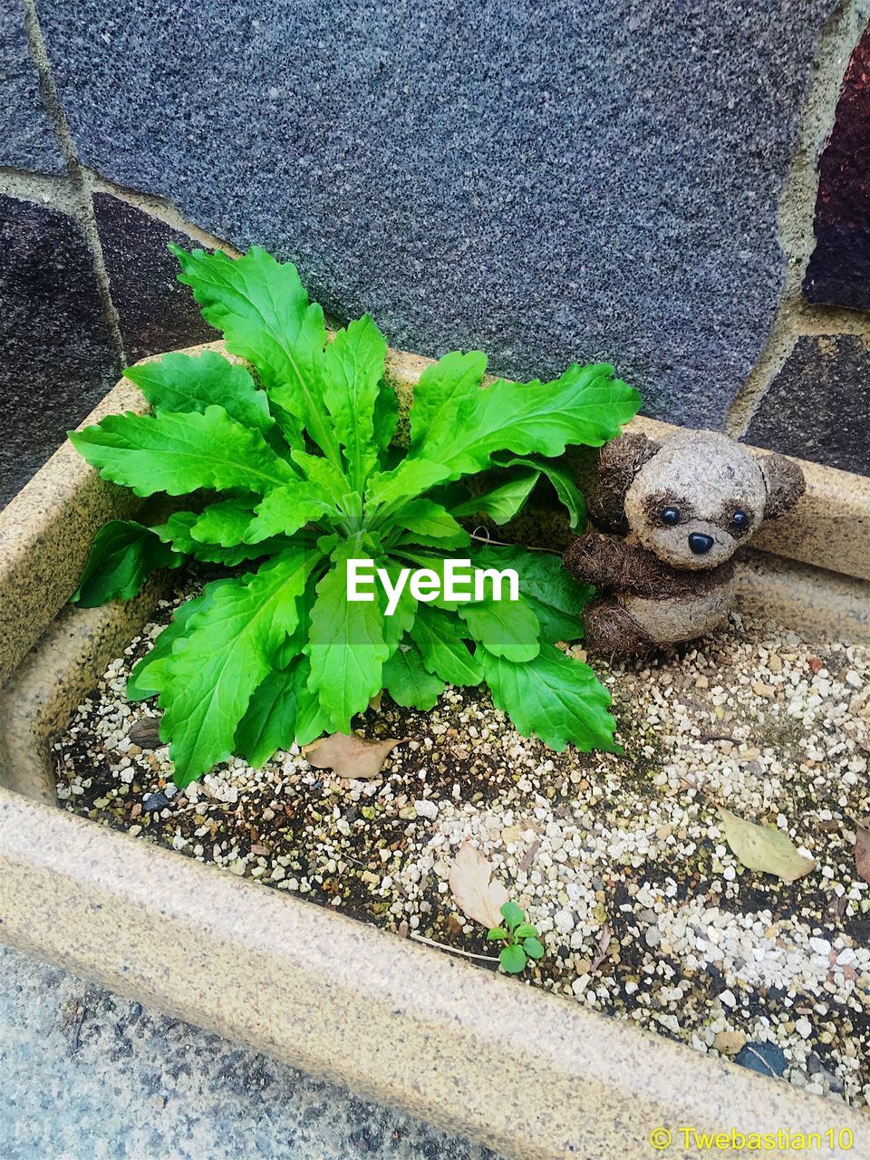 PLANTS GROWING ON A TREE