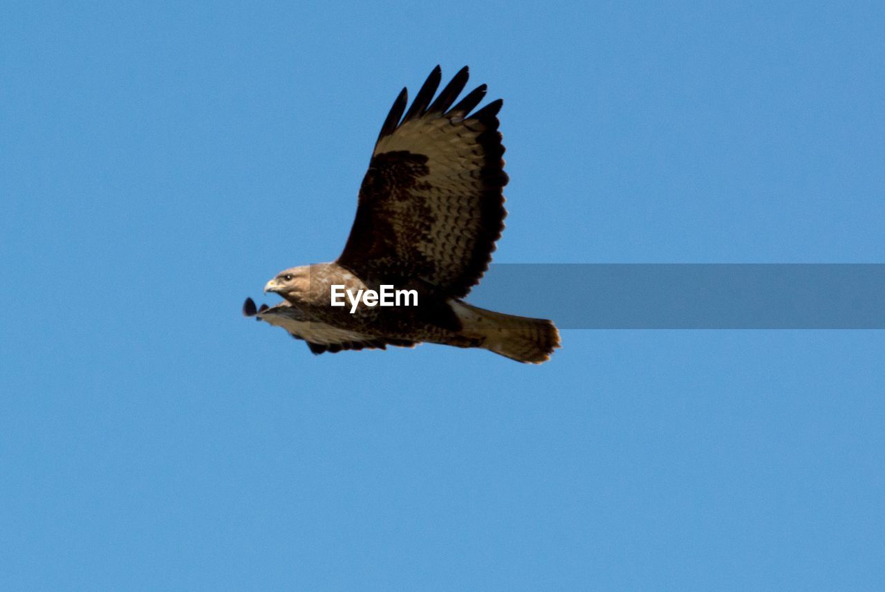 wildlife, animal themes, animal, bird, animal wildlife, flying, bird of prey, one animal, sky, clear sky, spread wings, blue, eagle, animal body part, nature, low angle view, no people, beak, bald eagle, mid-air, sunny, falcon, buzzard, copy space, motion, day, wing, hawk, outdoors, beauty in nature, animal wing