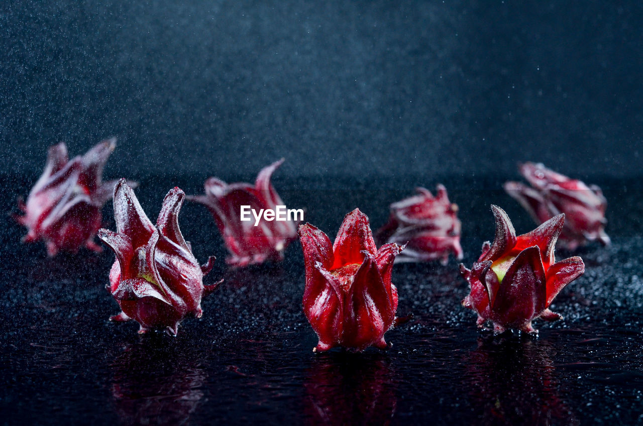 CLOSE-UP OF FRUITS ON WATER