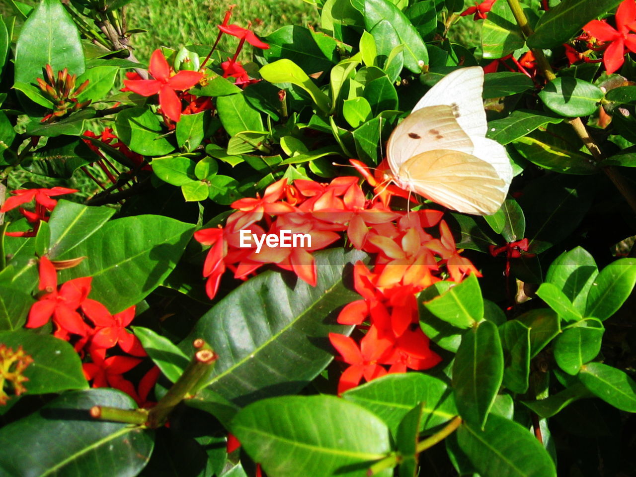 BUTTERFLY ON FLOWERS