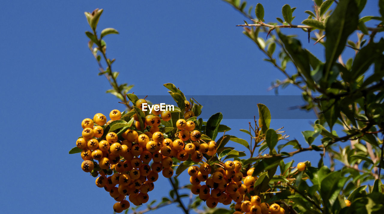 Low angle view of fruits growing on tree against clear blue sky