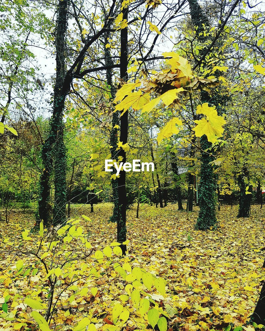 FULL FRAME SHOT OF YELLOW TREE