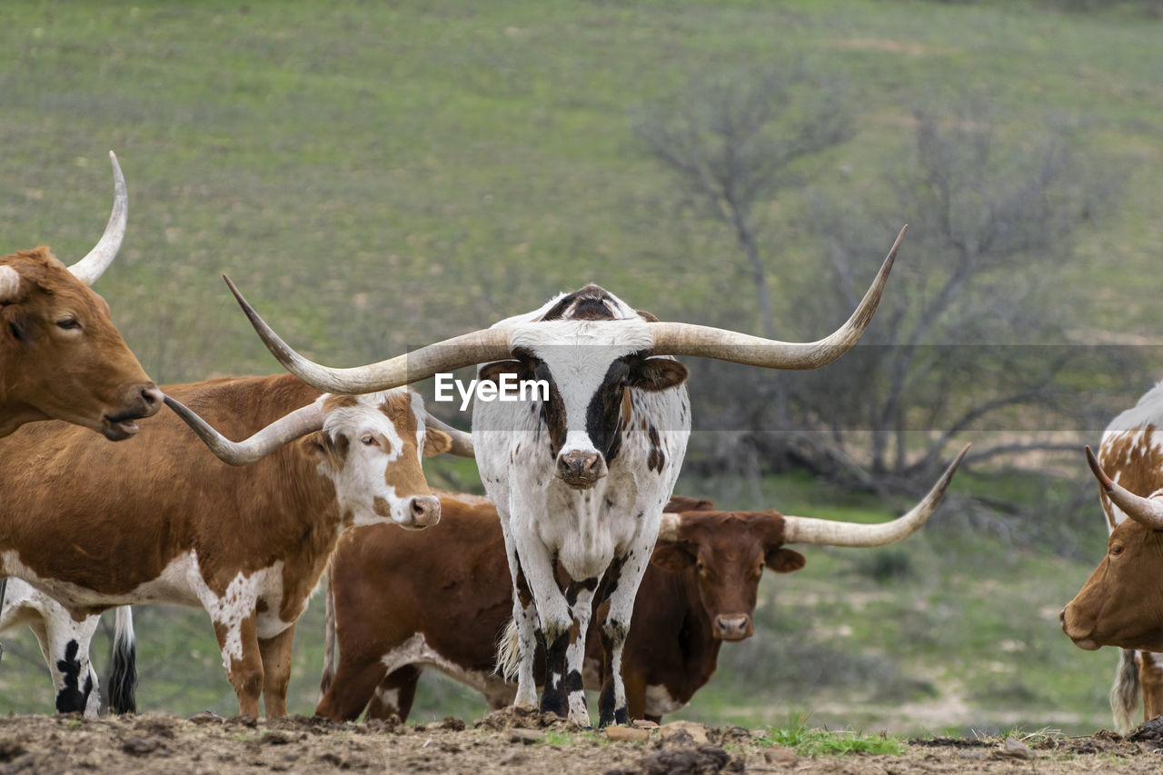 COWS GRAZING IN FIELD