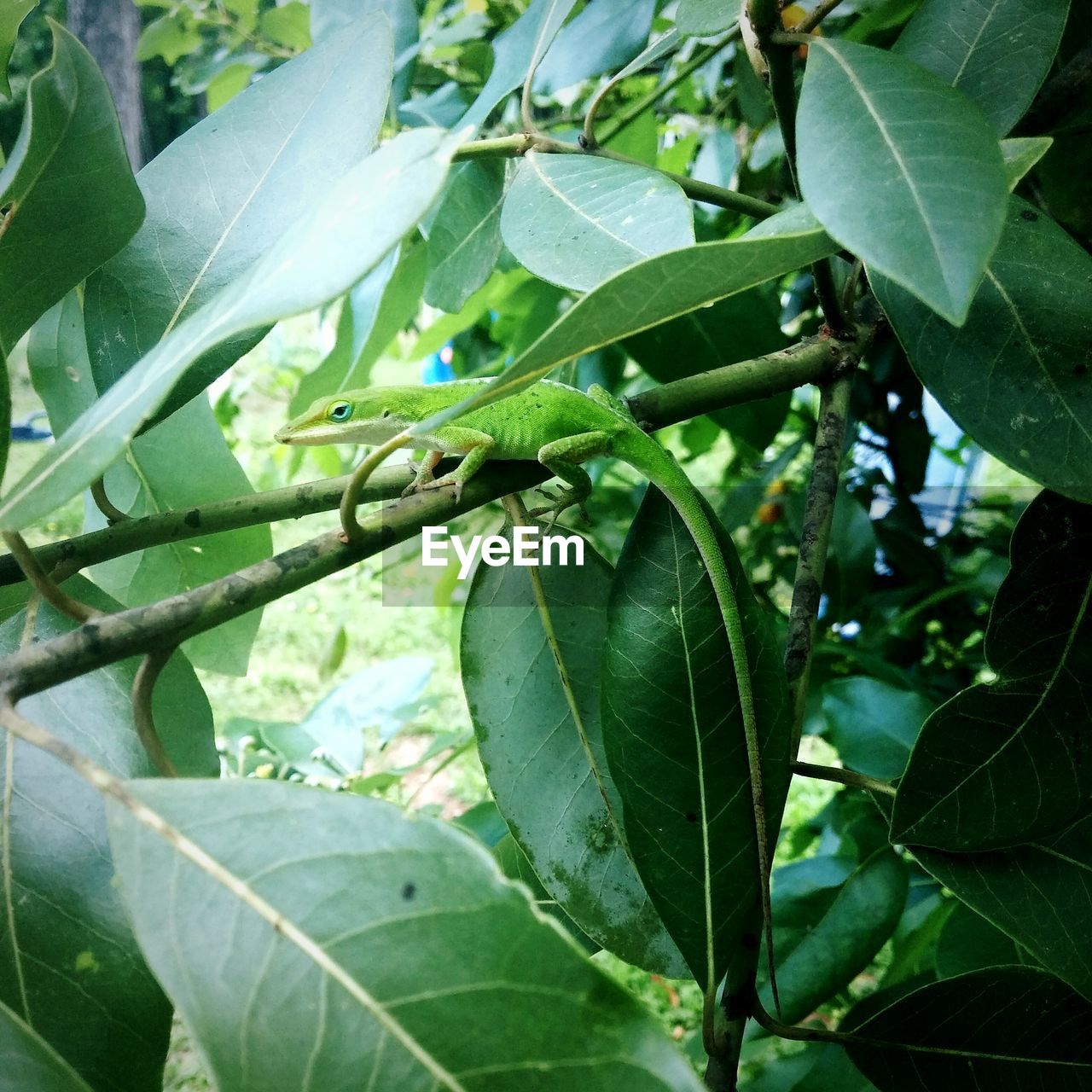 LOW ANGLE VIEW OF FRUIT ON TREE