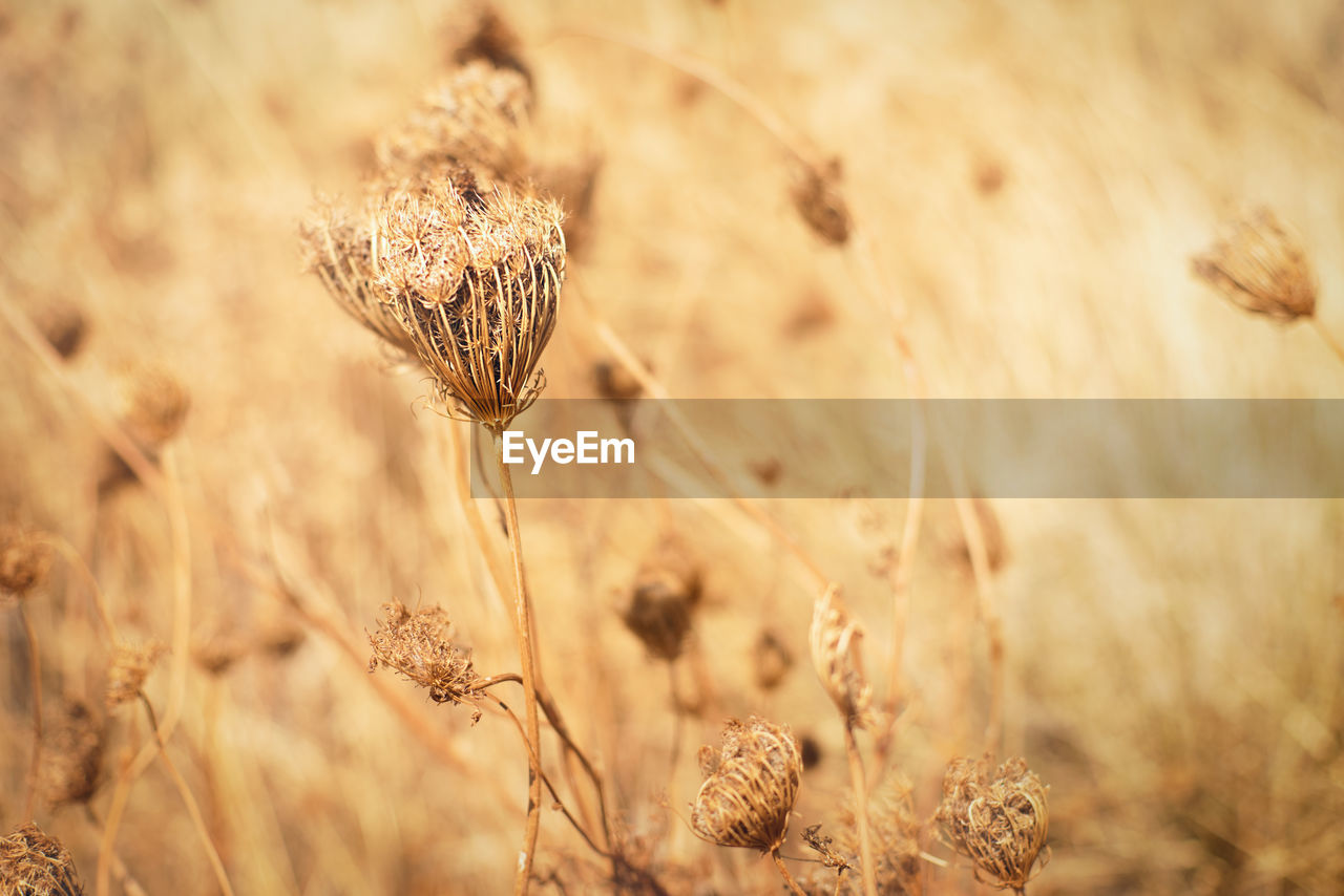 Close-up of dried plant on field