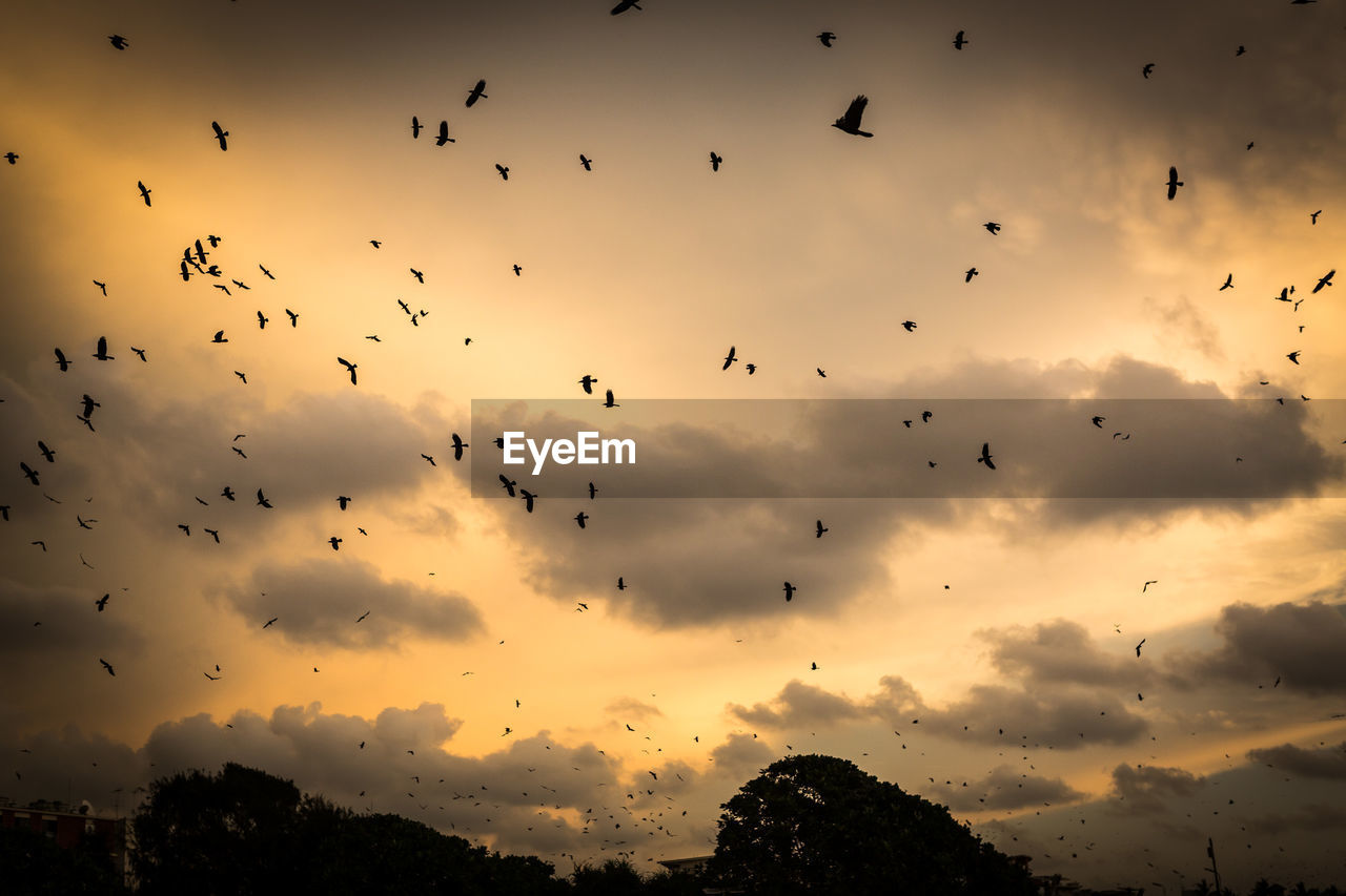 LOW ANGLE VIEW OF BIRDS FLYING IN SKY