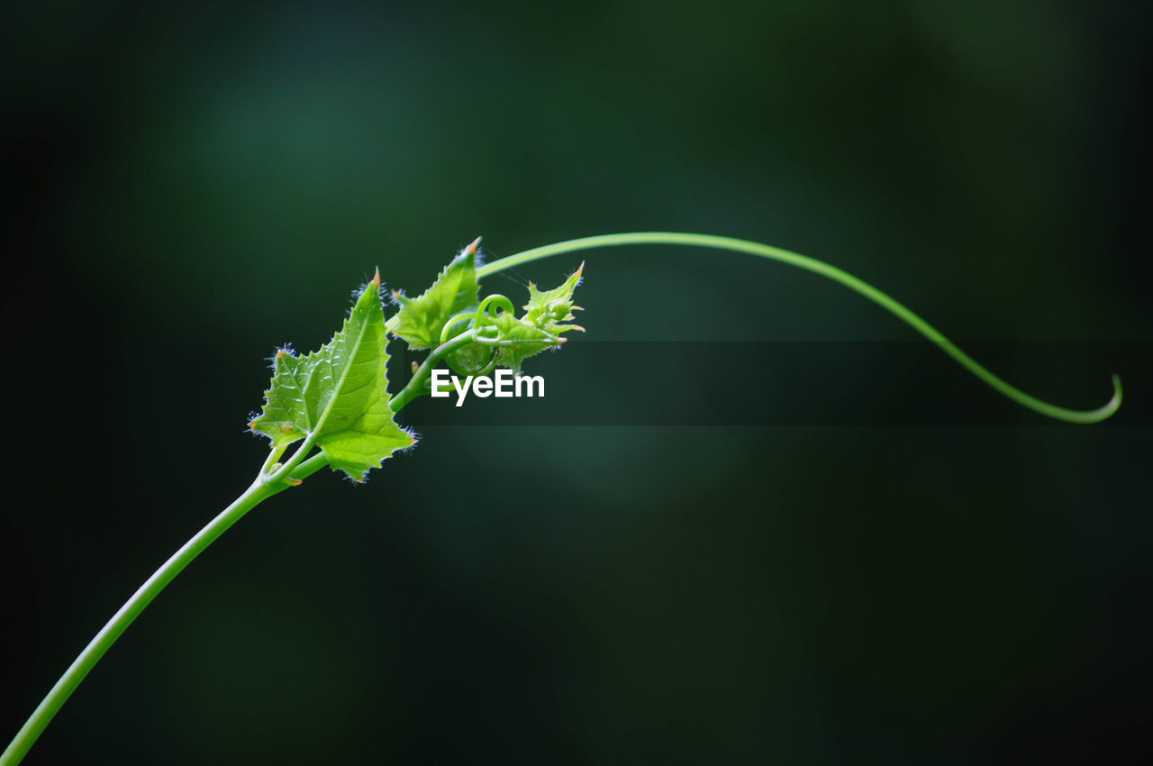 Close-up of green plant