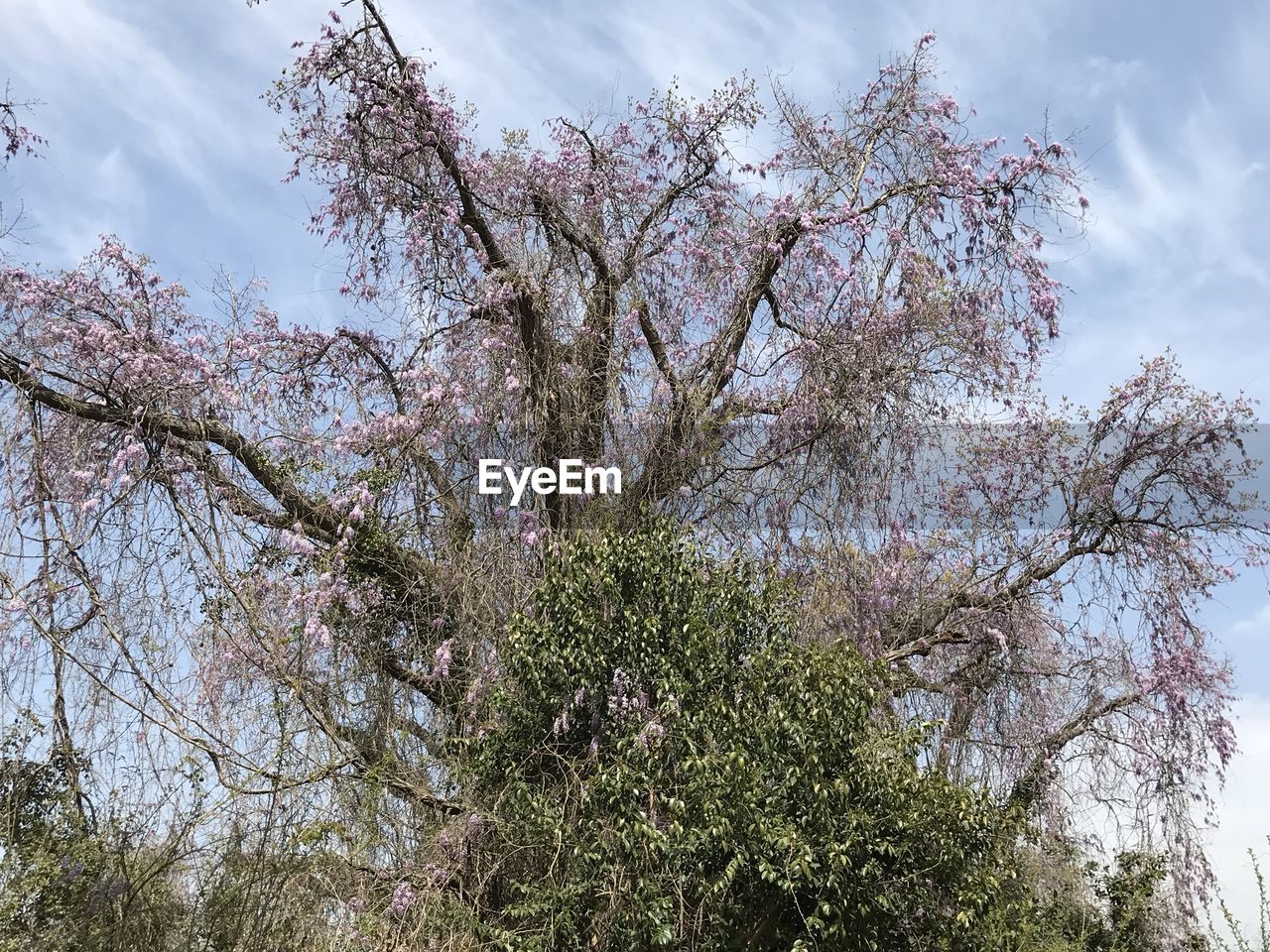 LOW ANGLE VIEW OF CHERRY BLOSSOMS ON TREE AGAINST SKY