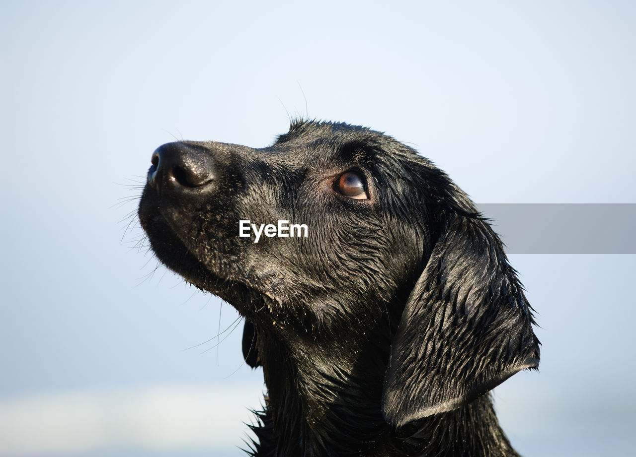 CLOSE-UP OF A DOG