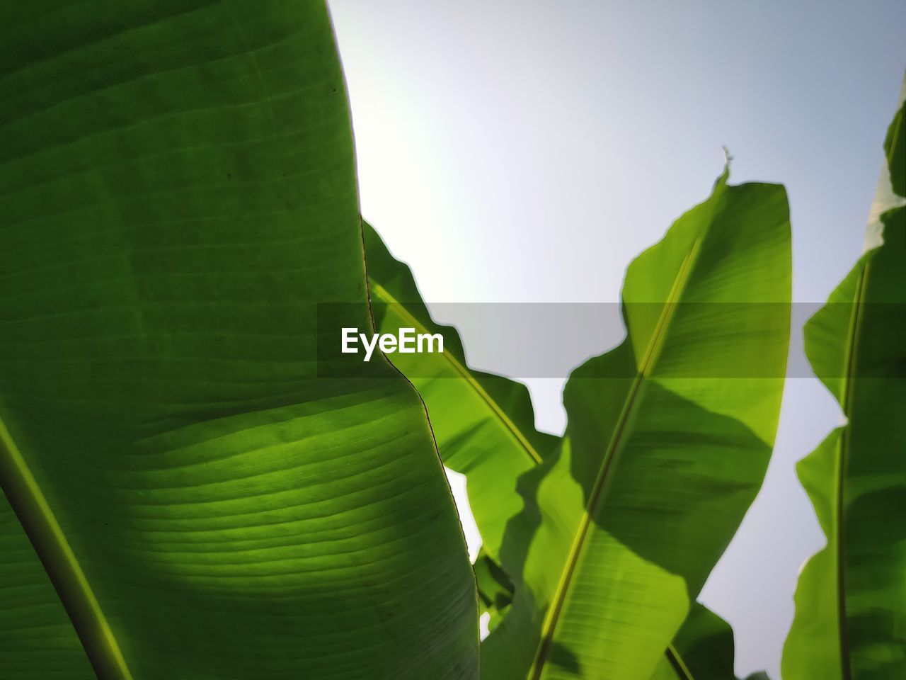 LOW ANGLE VIEW OF A GREEN LEAVES