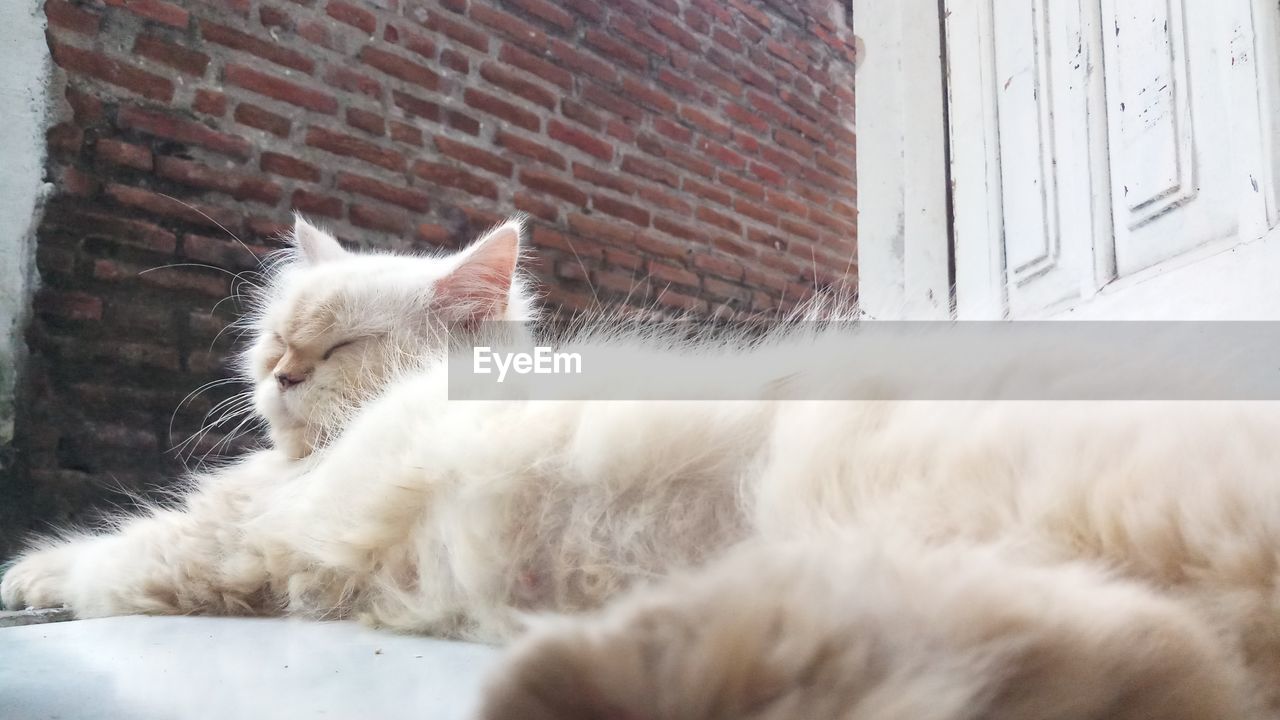 Cat sleeping on a wall