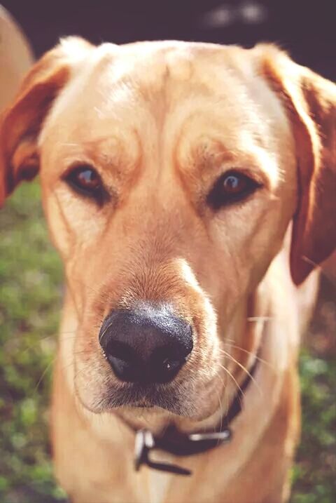 CLOSE-UP PORTRAIT OF DOG