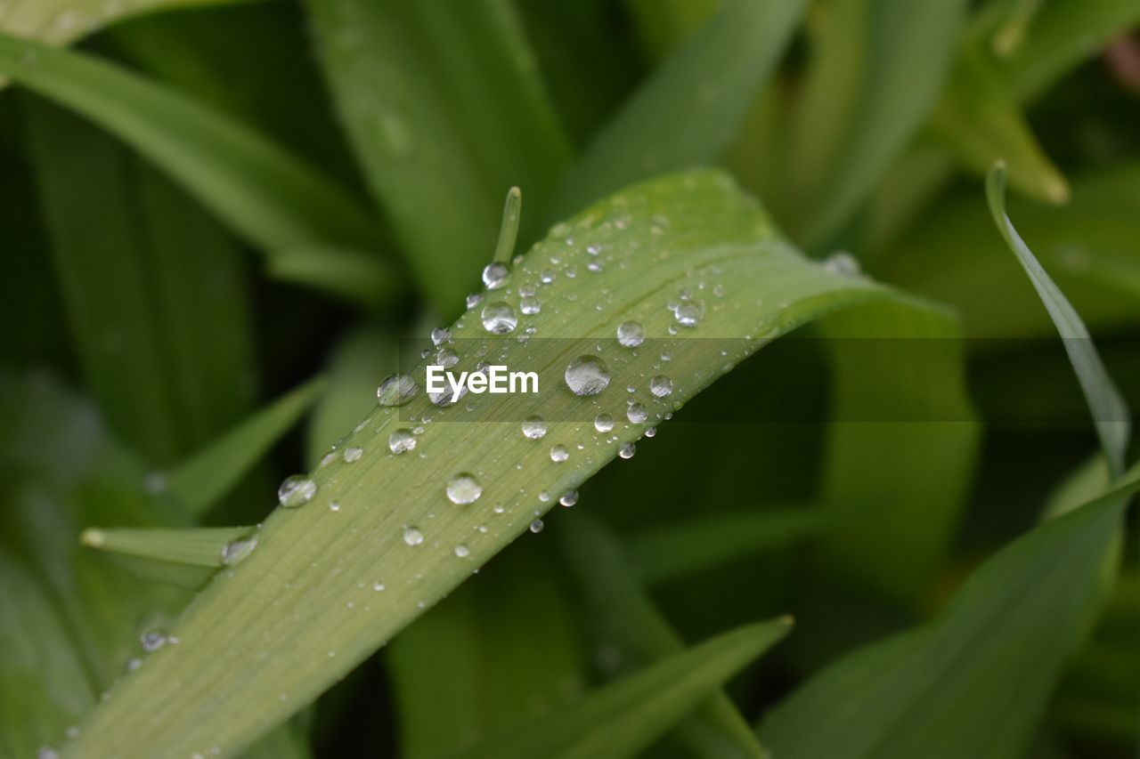 CLOSE-UP OF WATER DROPS ON GRASS