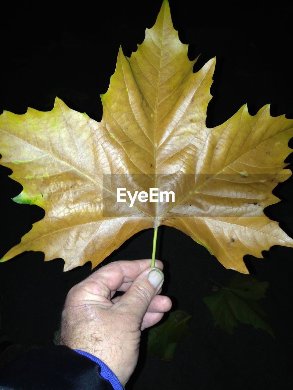 CROPPED IMAGE OF HAND HOLDING LEAF OVER BLACK BACKGROUND