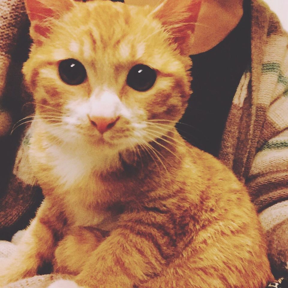 PORTRAIT OF CAT
