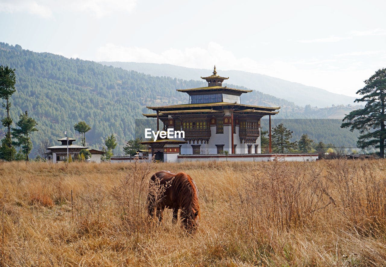 Bumthang in eastern bhutan, horse and a temple in the background