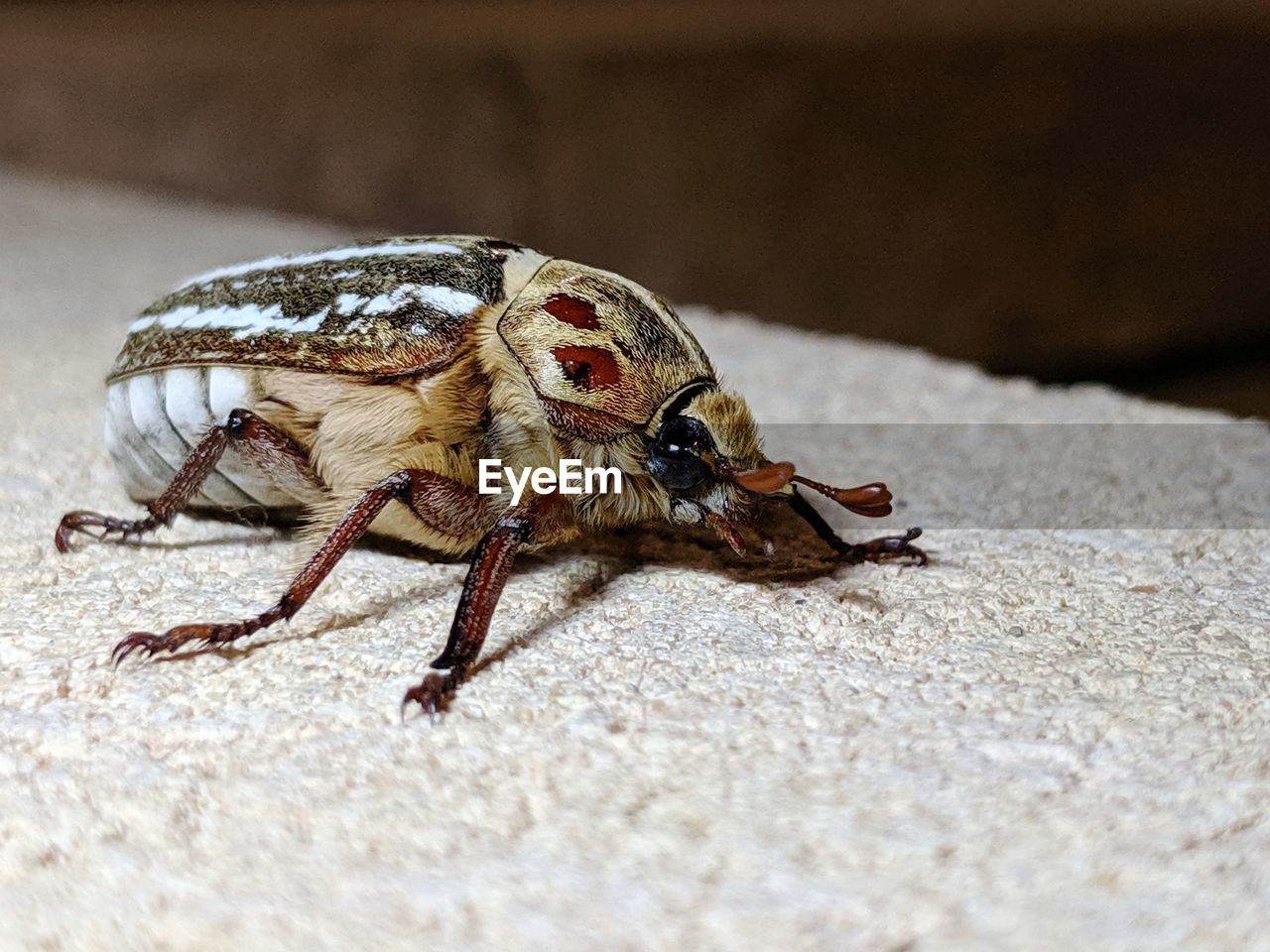 Close-up of a beautiful blue eyed beetle
