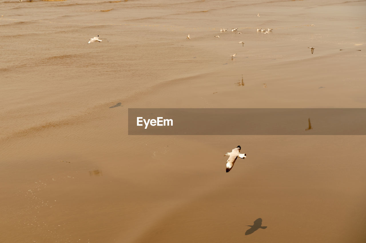 HIGH ANGLE VIEW OF SEAGULL ON BEACH