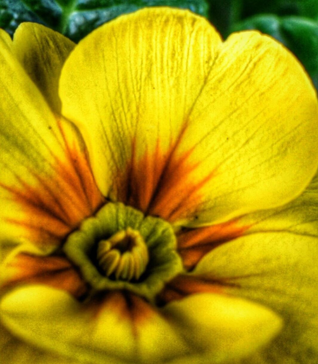 EXTREME CLOSE-UP OF YELLOW FLOWER BLOOMING OUTDOORS