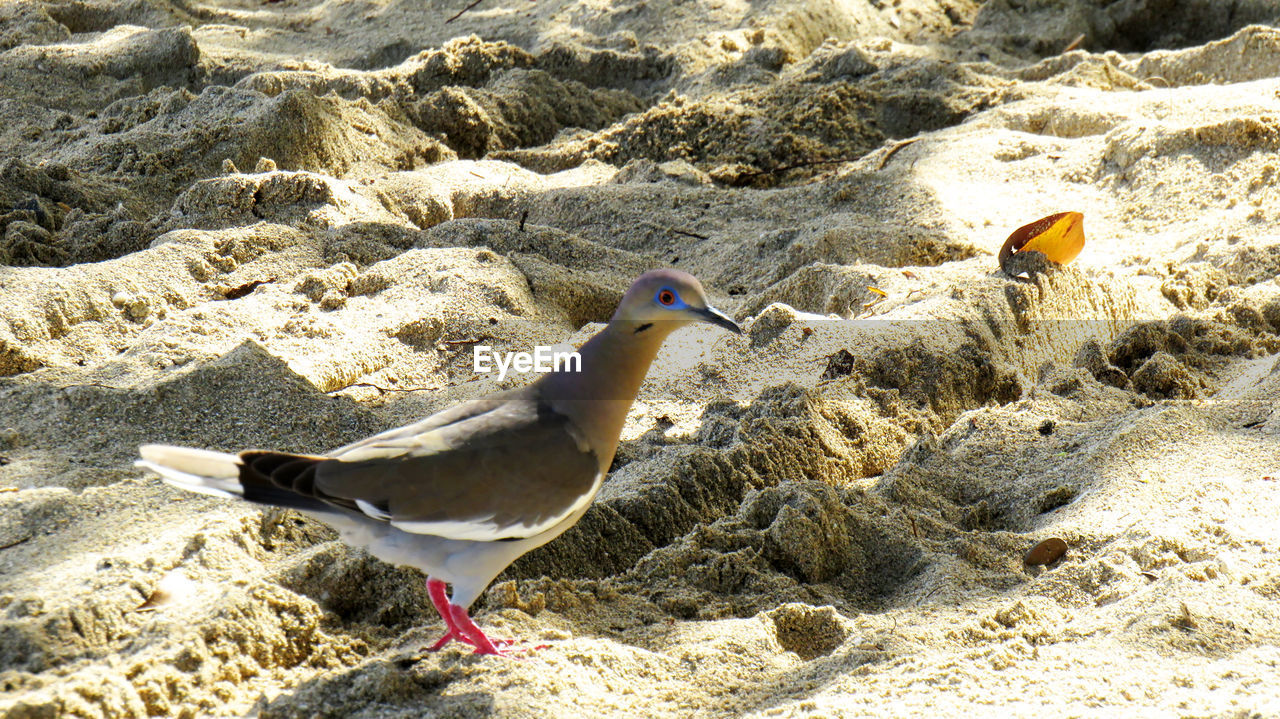 A beautiful turtle dove walking in the sand on a beach