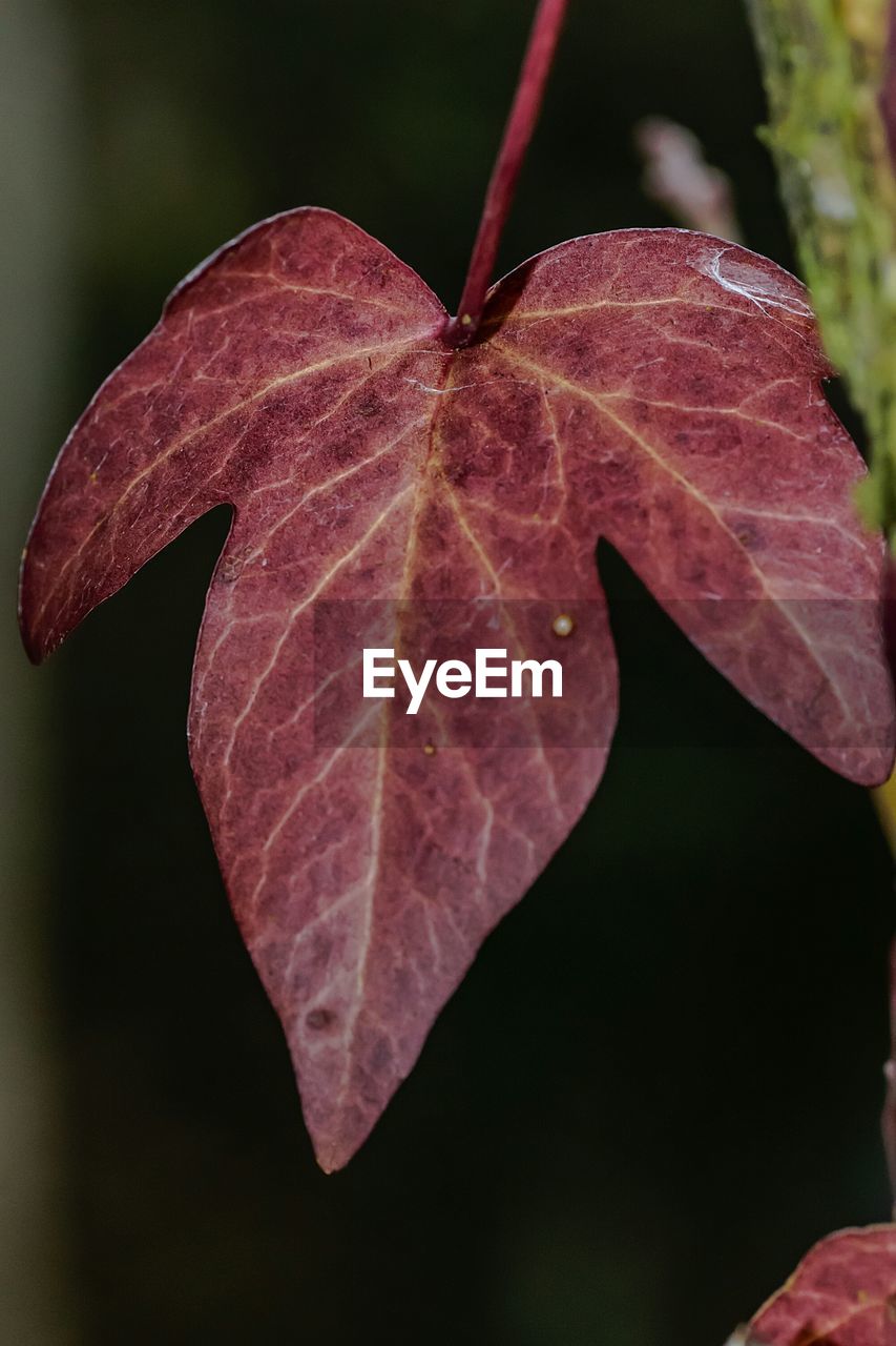 CLOSE-UP OF MOTH ON PLANT