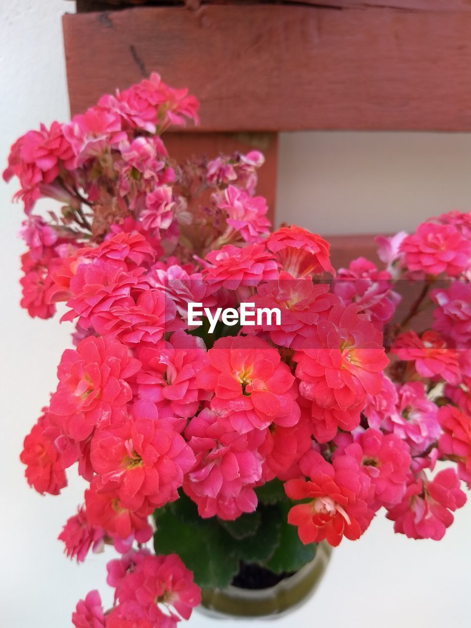 CLOSE-UP OF PINK FLOWERS ON PLANT