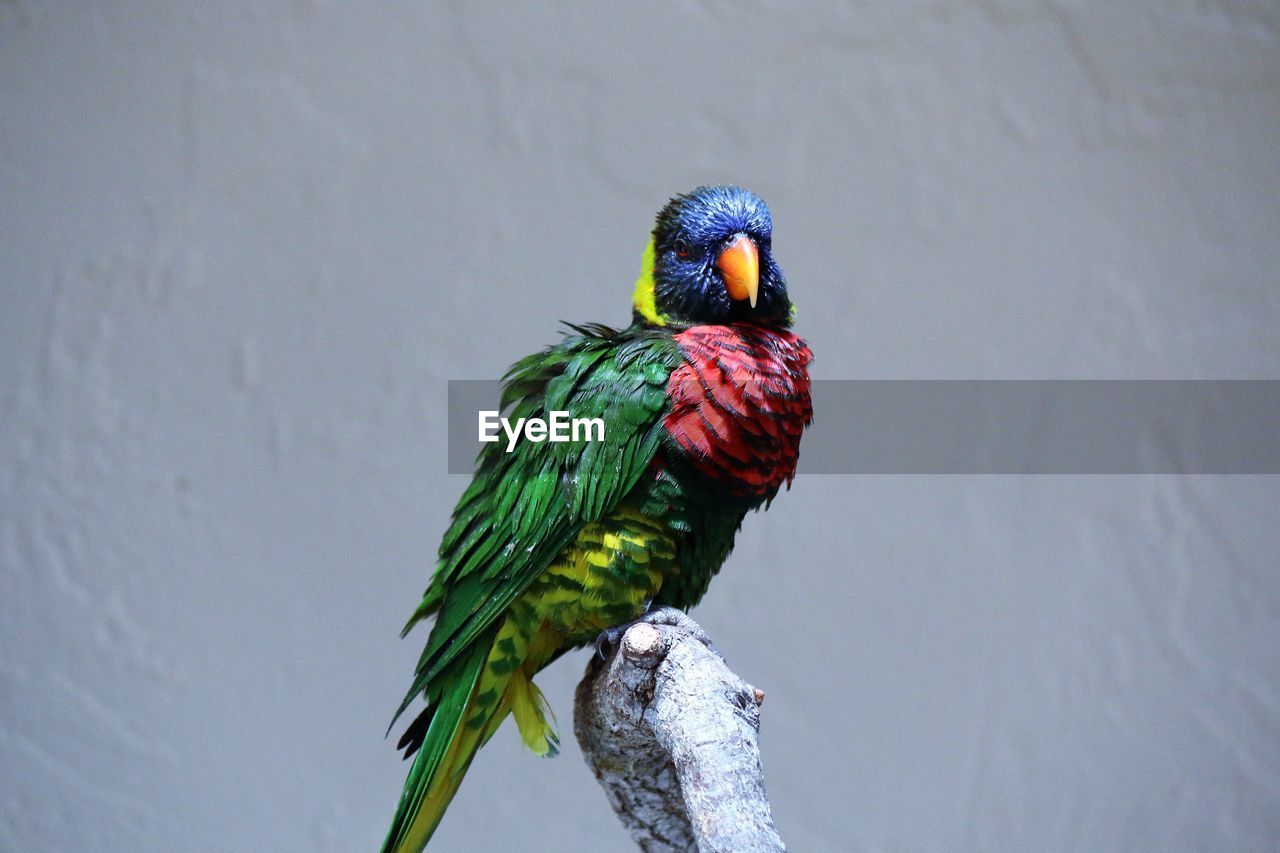 CLOSE-UP OF BIRD PERCHING ON MULTI COLORED TREE