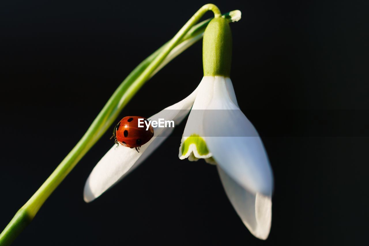 Close-up of insect on flower