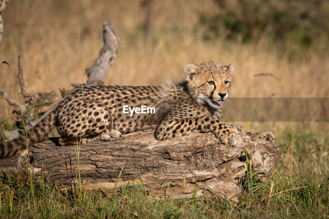 Cat relaxing on field