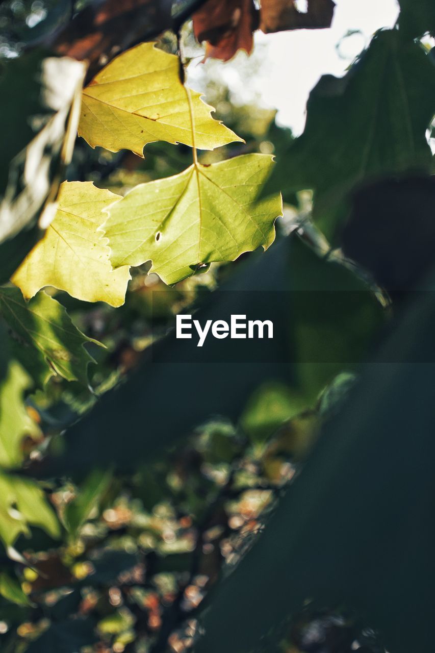 CLOSE-UP OF AUTUMN LEAVES