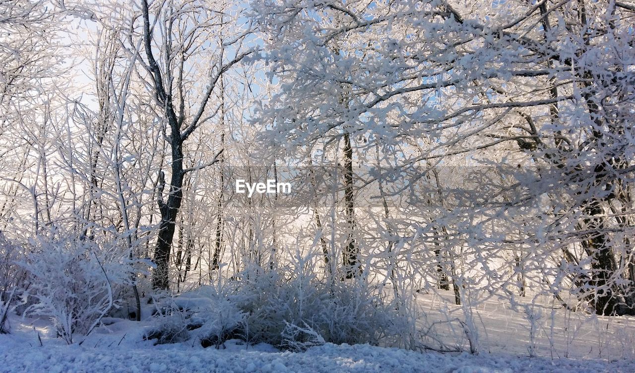 BARE TREES IN SNOW COVERED FOREST