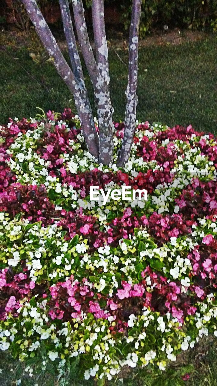 CLOSE-UP OF FLOWERS GROWING IN PARK