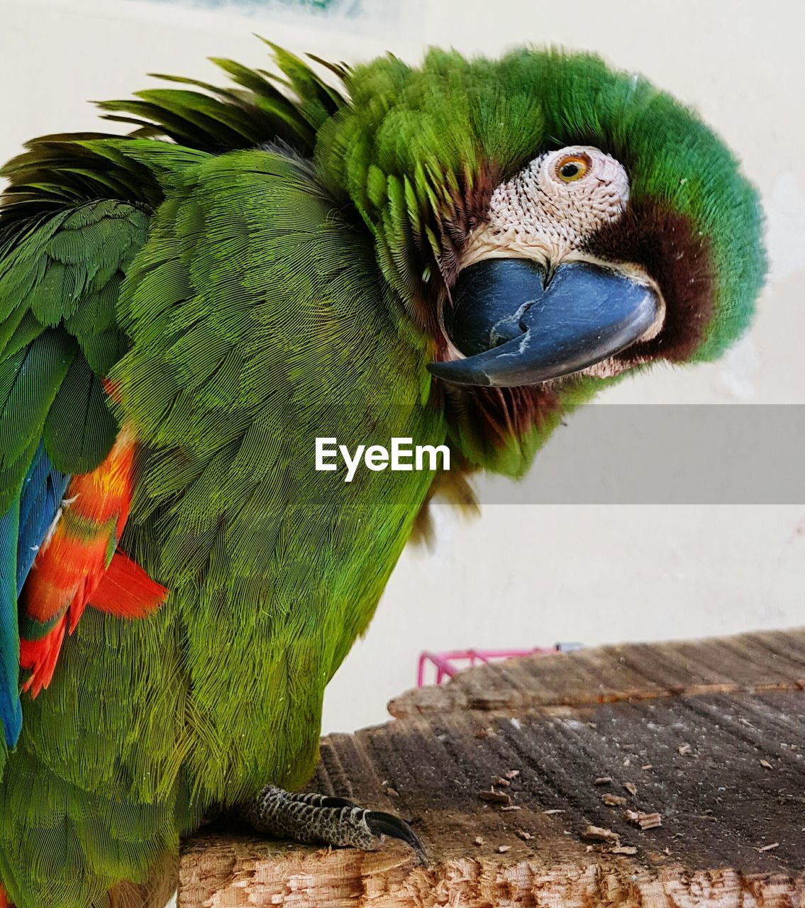 Close-up of a parrot against clear sky