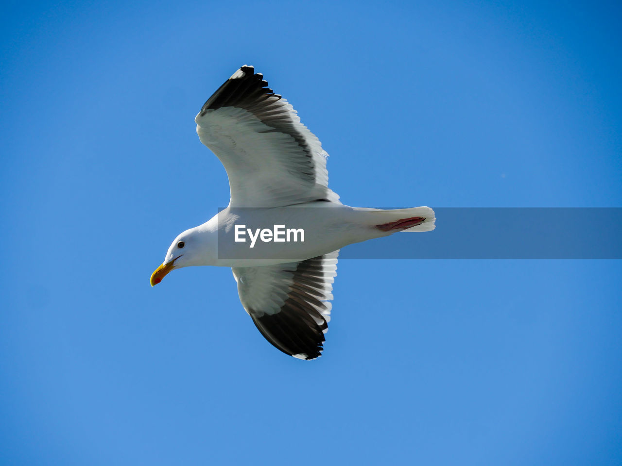 LOW ANGLE VIEW OF SEAGULL FLYING AGAINST BLUE SKY