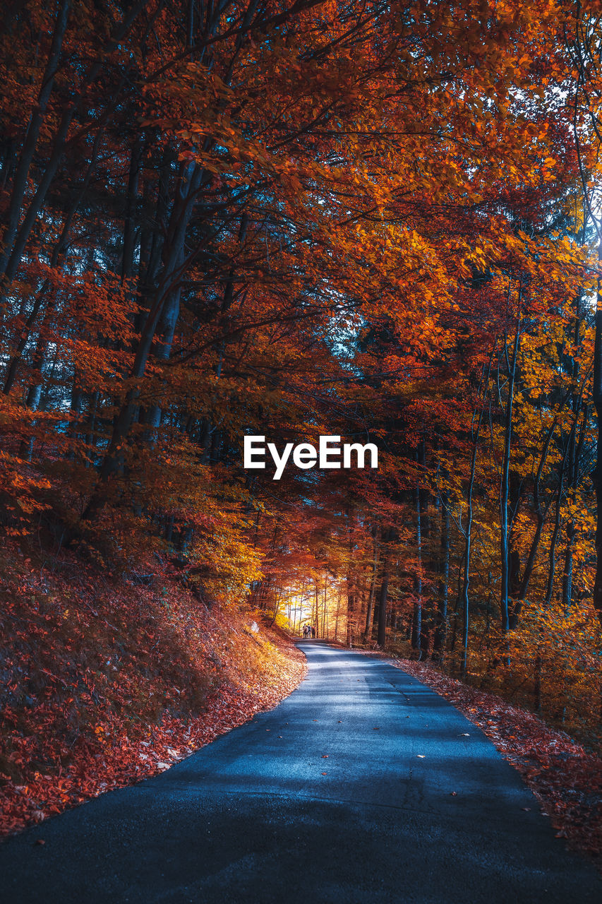 ROAD AMIDST TREES IN AUTUMN DURING FOREST