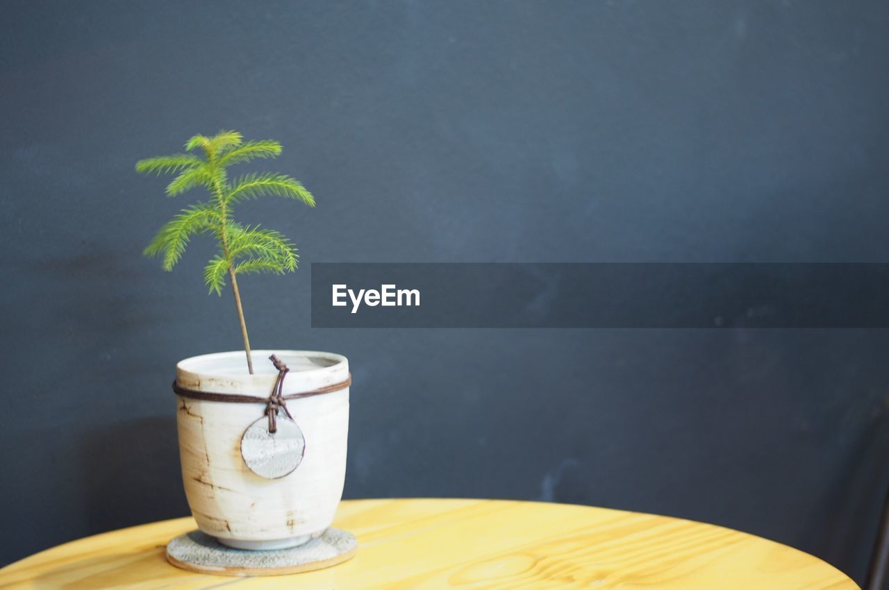 Potted plant on table